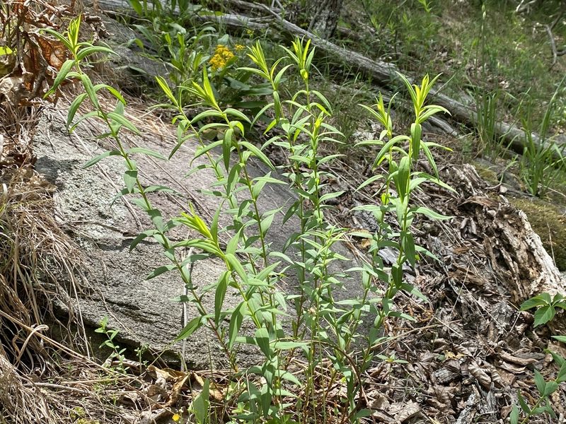 Hypericum radfordiorum, photographed by Alan Weakley