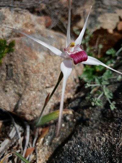 Caladenia nivalis, photographed by Em Lamond
