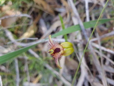 Caladenia discoidea, photographed by Em Lamond
