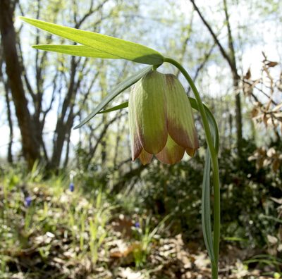 Fritillaria pontica, photographed by katunchik