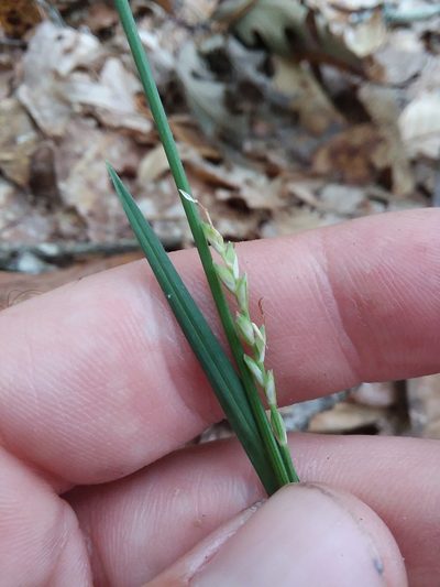Carex ignota, photographed by Will McFarland