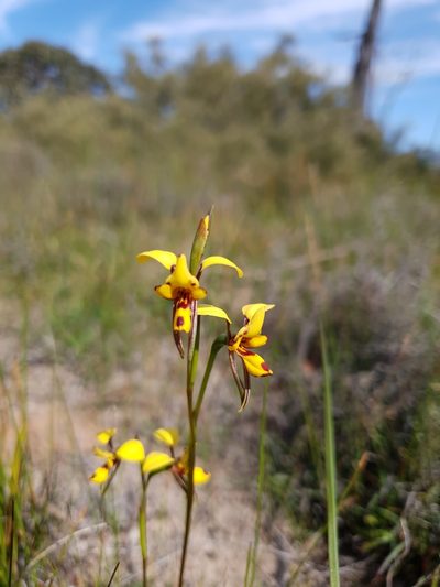 Diuris laxiflora, photographed by Em Lamond
