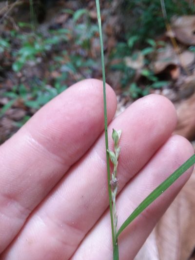 Carex ignota, photographed by Will McFarland