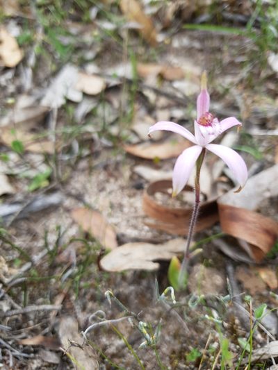 Caladenia hirta, photographed by Em Lamond