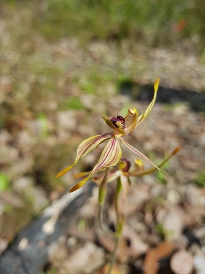 Caladenia plicata, photographed by Em Lamond