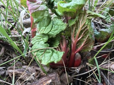 Rheum rhabarbarum, photographed by Caleb Catto