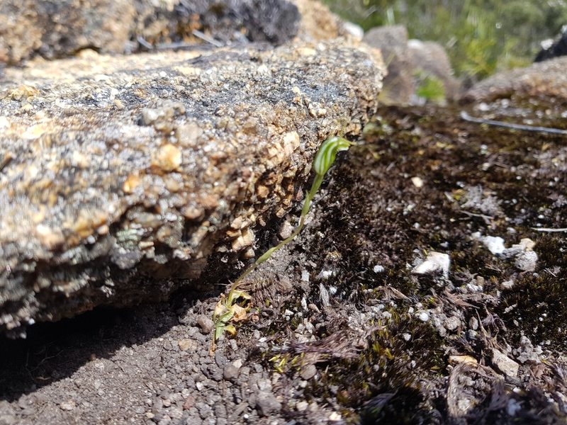 Pterostylis parva, photographed by Em Lamond