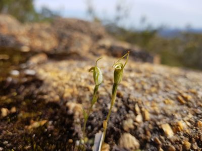 Pterostylis parva, photographed by Em Lamond