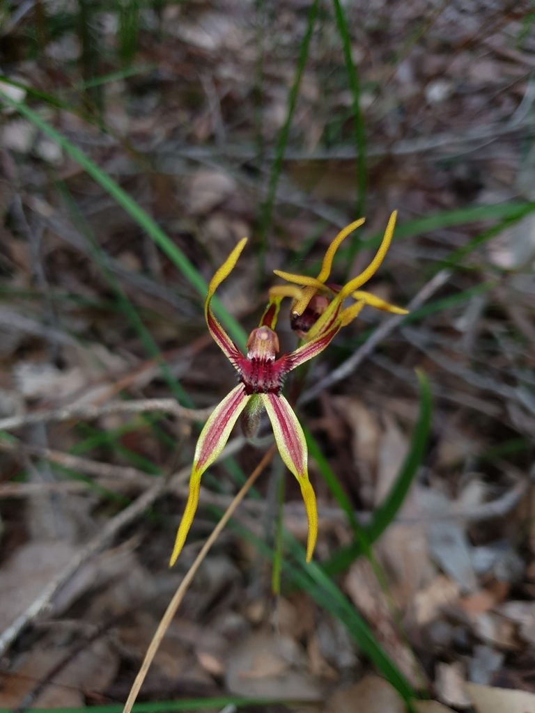Caladenia arrecta, photographed by Em Lamond