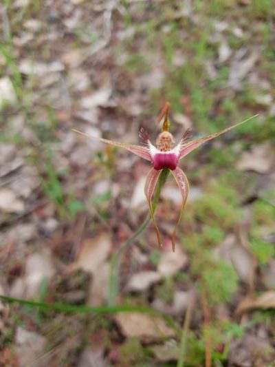 Caladenia ferruginea, photographed by Em Lamond