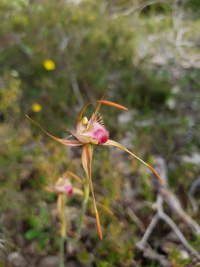 Caladenia ferruginea, photographed by Em Lamond