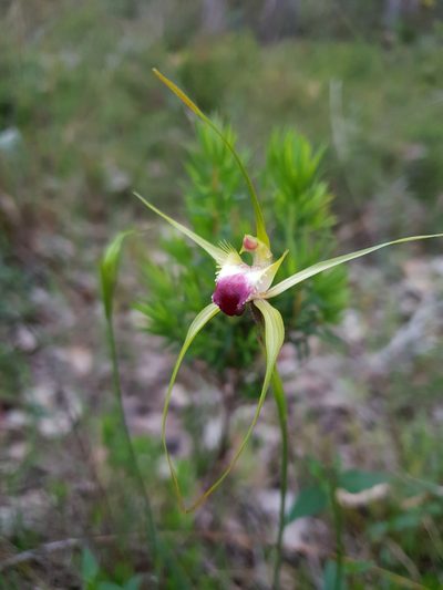 Caladenia infundibularis, photographed by Em Lamond