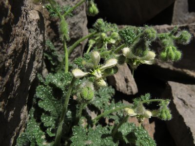 Blumenbachia prietea, photographed by Nicolás Lavandero