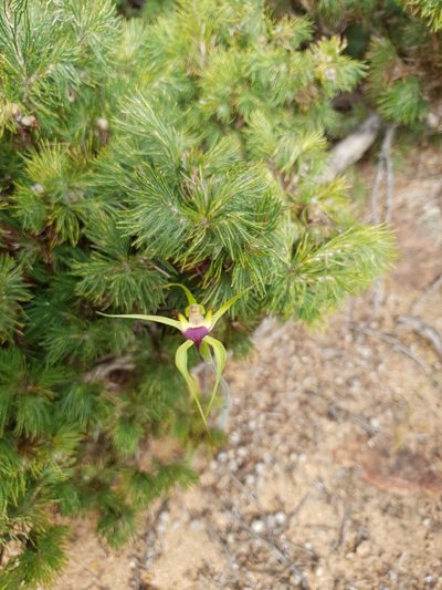 Caladenia infundibularis, photographed by Em Lamond