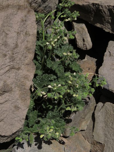Blumenbachia prietea, photographed by Nicolás Lavandero