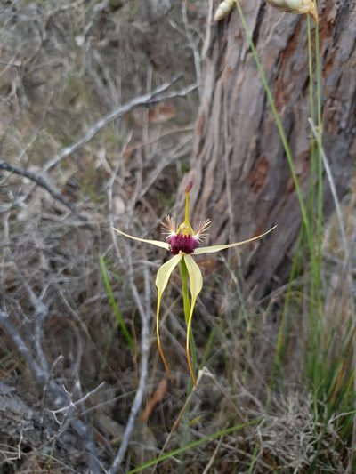 Caladenia thinicola, photographed by Em Lamond