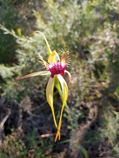 Caladenia thinicola, photographed by Em Lamond