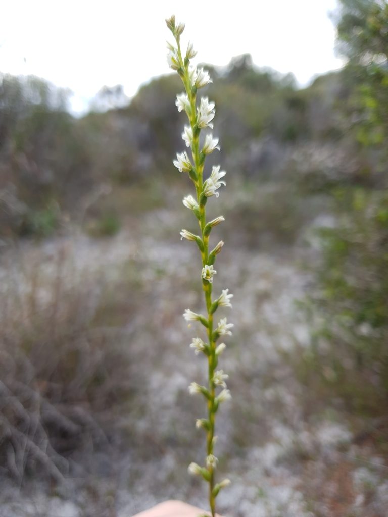 Prasophyllum plumiforme, photographed by Em Lamond
