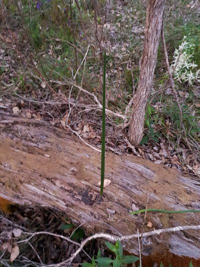Prasophyllum brownii, photographed by Em Lamond
