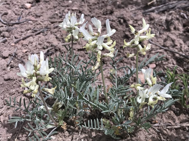 Astragalus flavus, photographed by Robbie Hannawacker