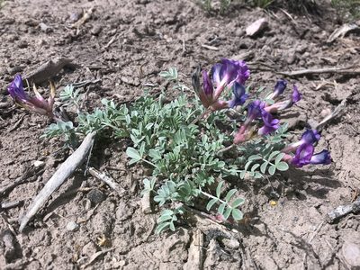 Astragalus amphioxys, photographed by Robbie Hannawacker