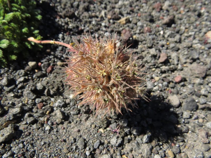 Acaena macrocephala, photographed by Nicolás Lavandero