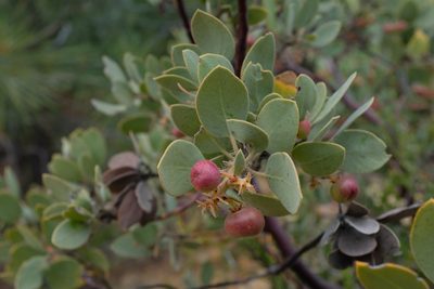 Arctostaphylos pilosula, photographed by paulexcoff