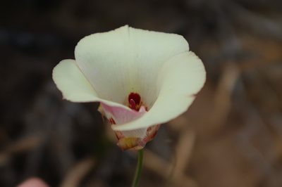 Calochortus simulans, photographed by paulexcoff