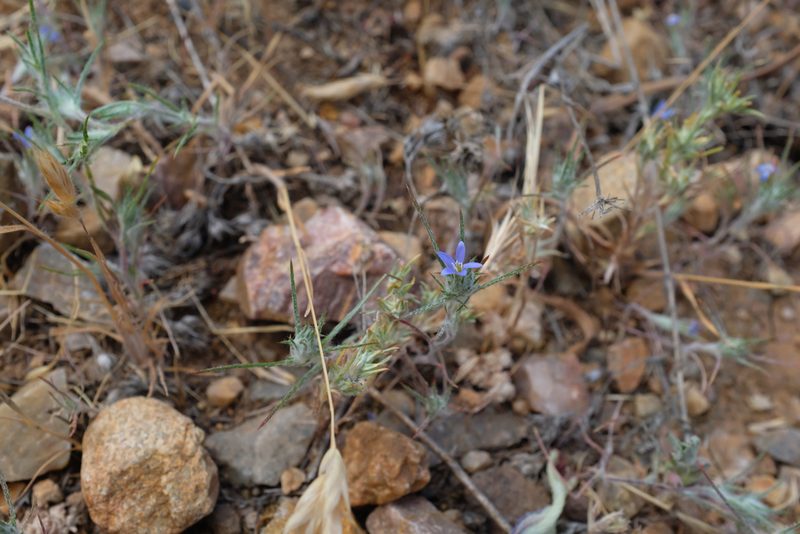 Eriastrum calocyanum, photographed by paulexcoff