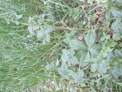 Potentilla chrysantha, photographed by Татьяна Фирсова