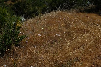 Calochortus simulans, photographed by paulexcoff