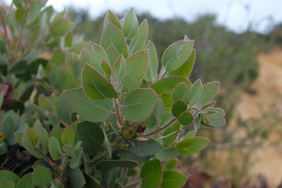 Arctostaphylos pilosula, photographed by paulexcoff