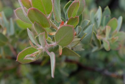 Arctostaphylos pilosula, photographed by paulexcoff