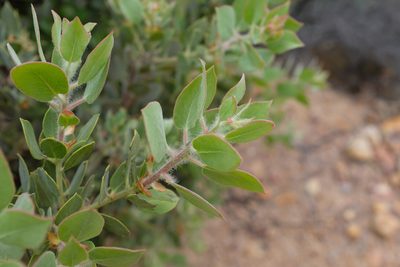 Arctostaphylos pilosula, photographed by paulexcoff