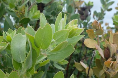 Arctostaphylos pilosula, photographed by paulexcoff