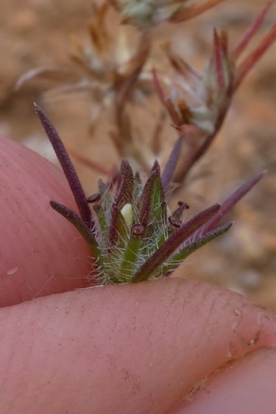 Calycadenia villosa, photographed by paulexcoff