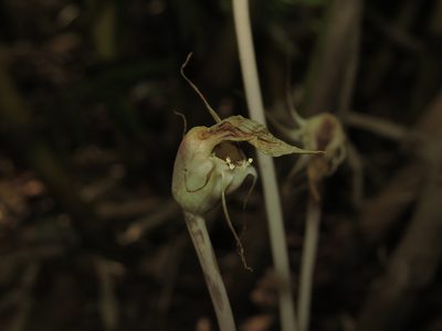Arachnitis uniflora, photographed by Nicolás Lavandero