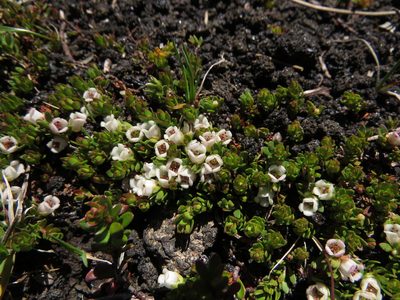 Gaultheria caespitosa, photographed by Nicolás Lavandero
