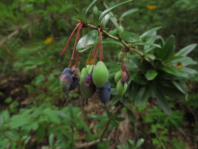Berberis trigona, photographed by Nicolás Lavandero