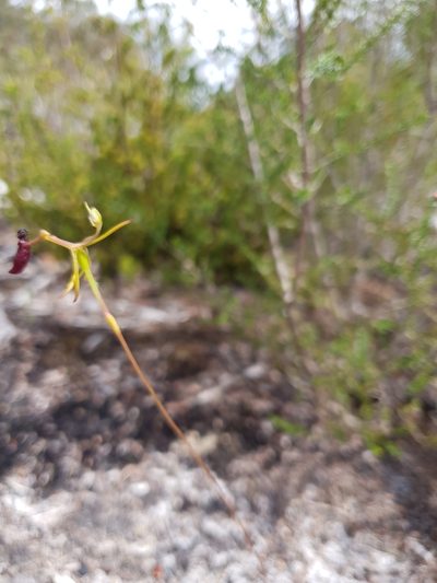 Drakaea thynniphila, photographed by Em Lamond