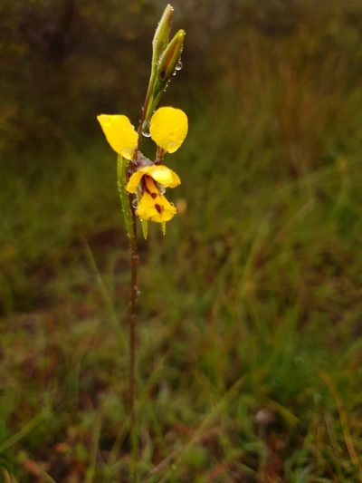 Diuris laxiflora, photographed by Em Lamond