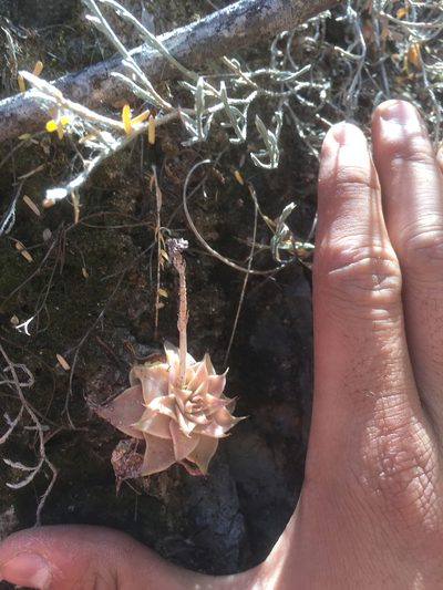 Graptopetalum bartramii, photographed by Enrique Martínez Núñez