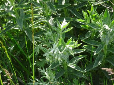 Lithospermum occidentale, photographed by Thomas Koffel
