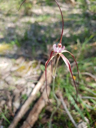 Caladenia chapmanii, photographed by Em Lamond
