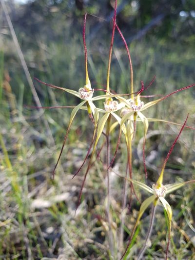 Caladenia straminichila, photographed by Em Lamond