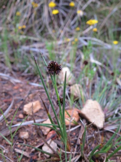 Juncus valvatus, photographed by Ricardo Lima
