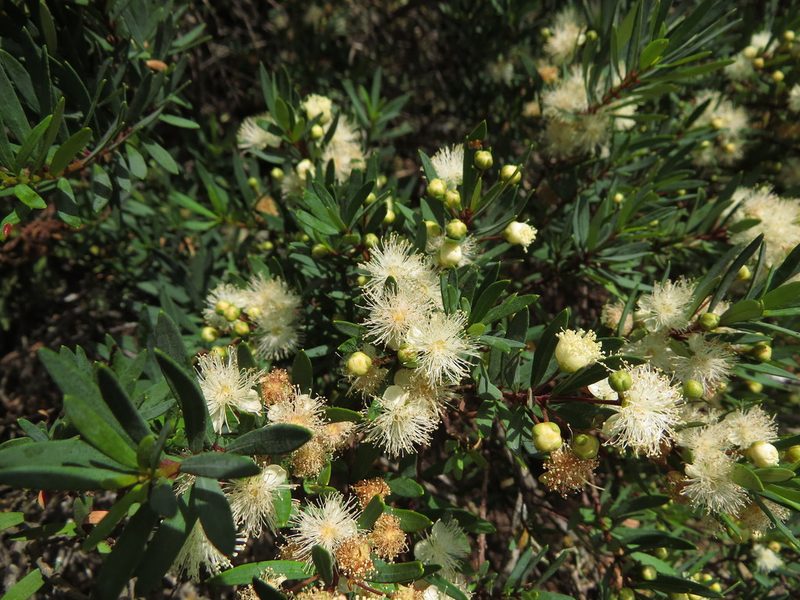 Myrceugenia lanceolata, photographed by Nicolás Lavandero