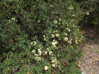 Myrceugenia lanceolata, photographed by Nicolás Lavandero