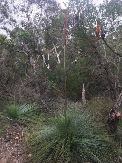 Xanthorrhoea resinosa, photographed by Thomas Mesaglio