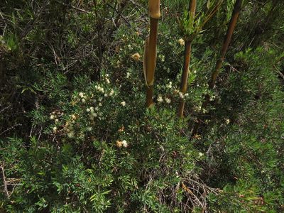 Myrceugenia lanceolata, photographed by Nicolás Lavandero